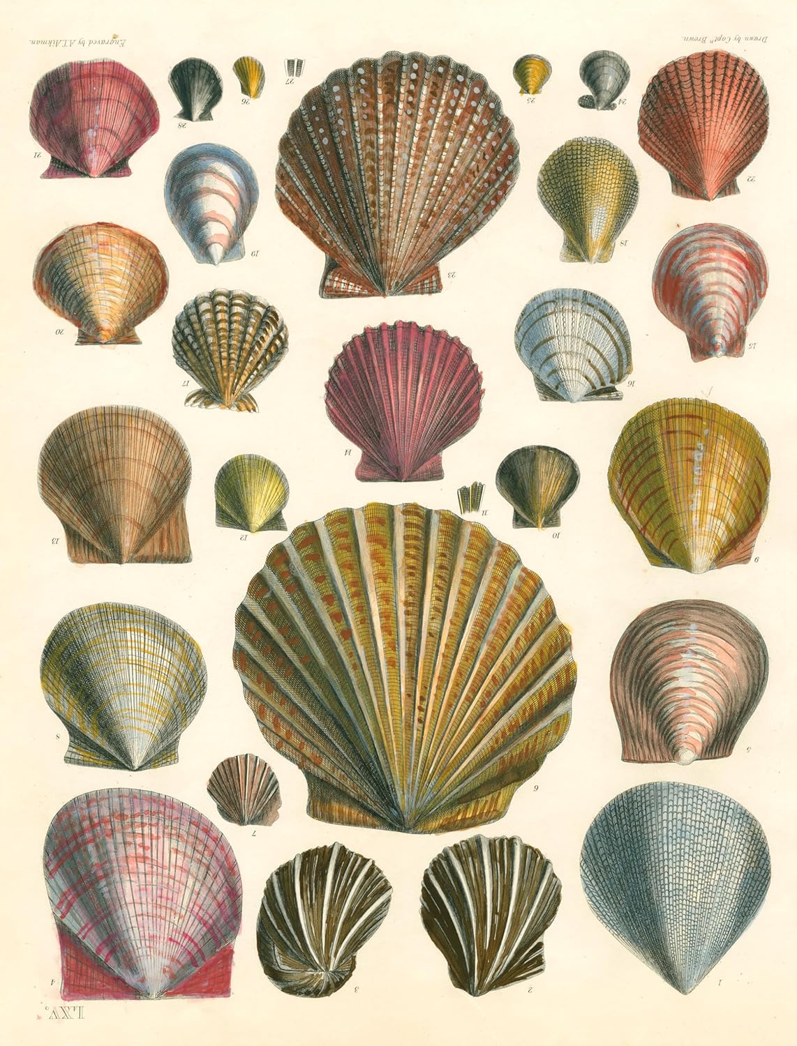 John Derian Paper Goods: Wrapping Paper & Gift Tags