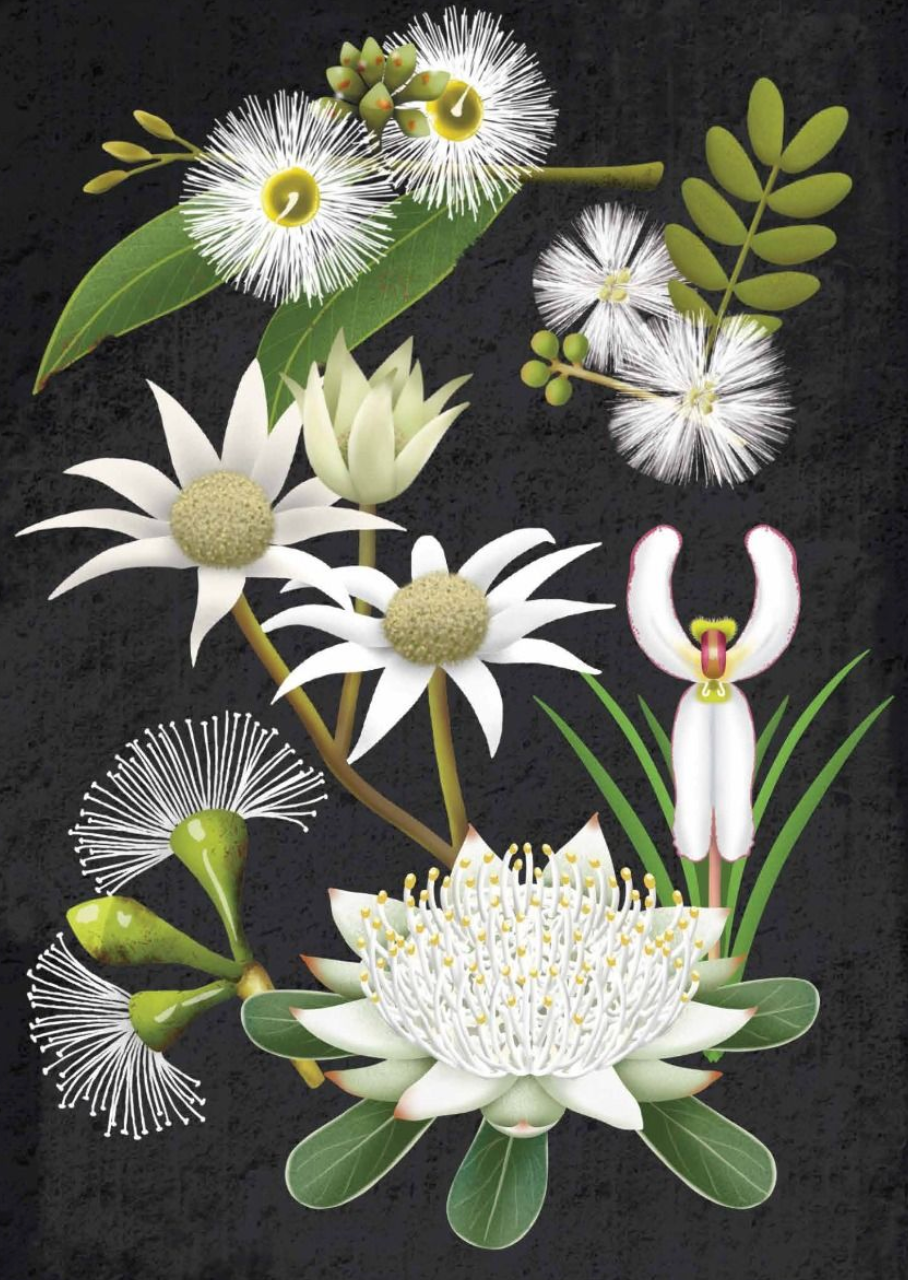 White Australian Native Flowers - Tania McCartney