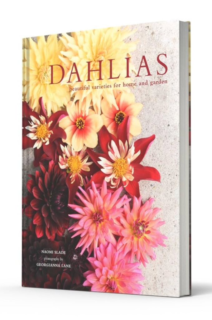 Dahlias