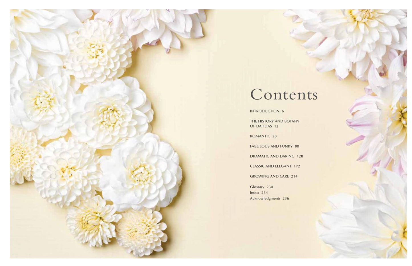 Dahlias
