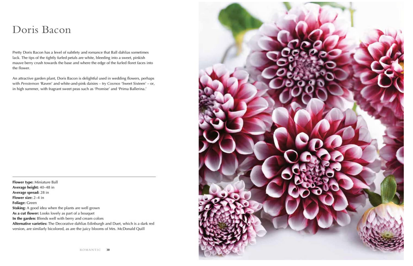 Dahlias