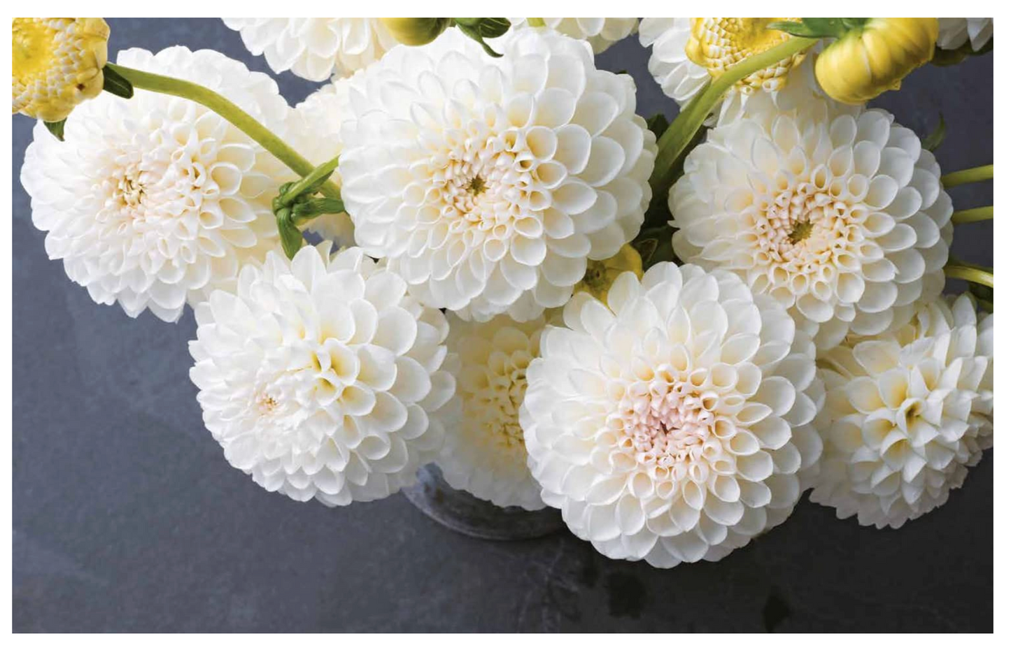 Dahlias