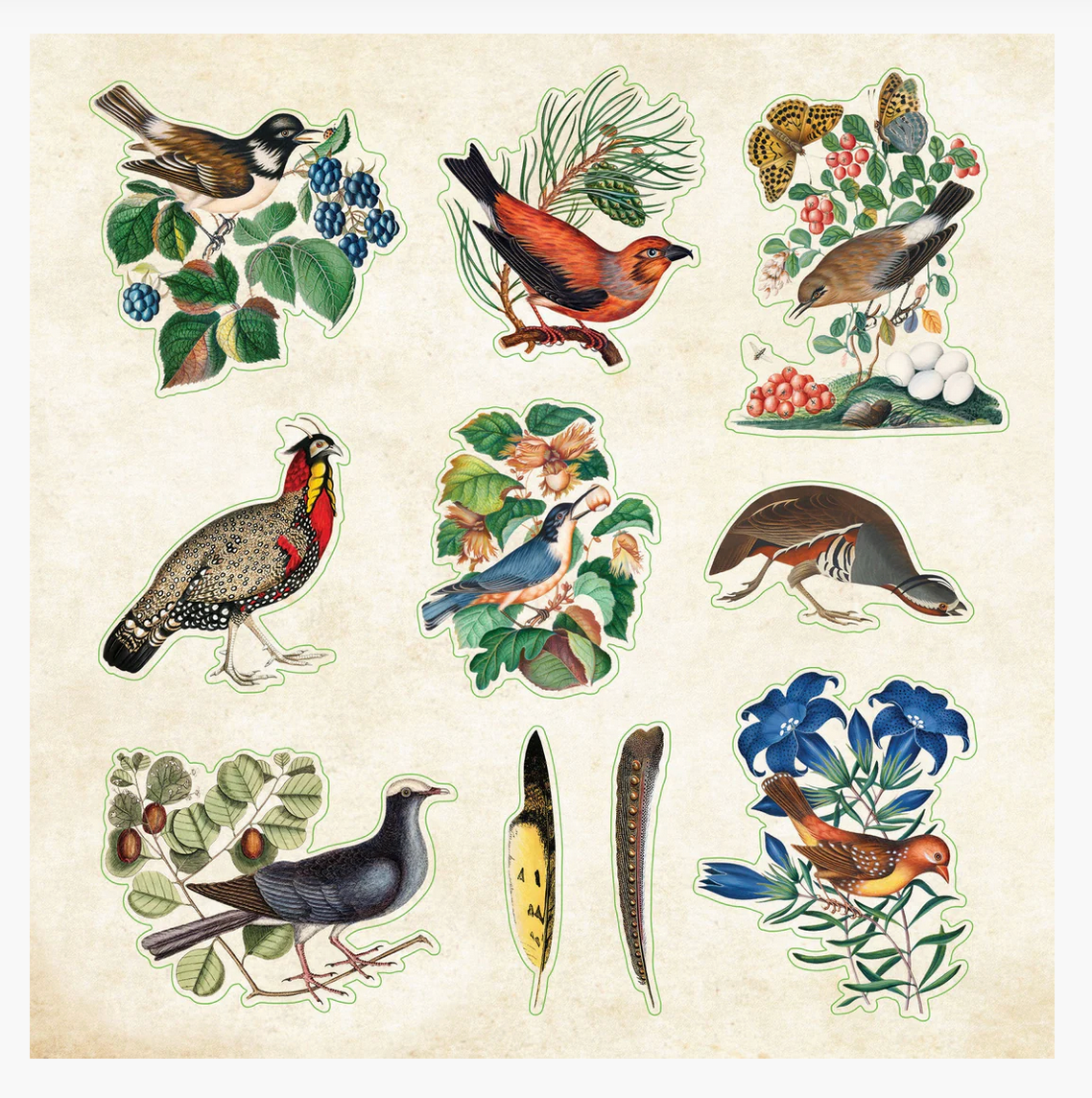 The Zoological Sticker Book