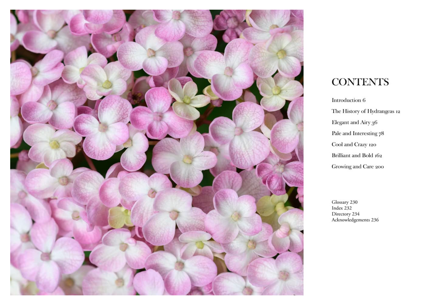 Hydrangeas: Beautiful Varieties For Home And Garden