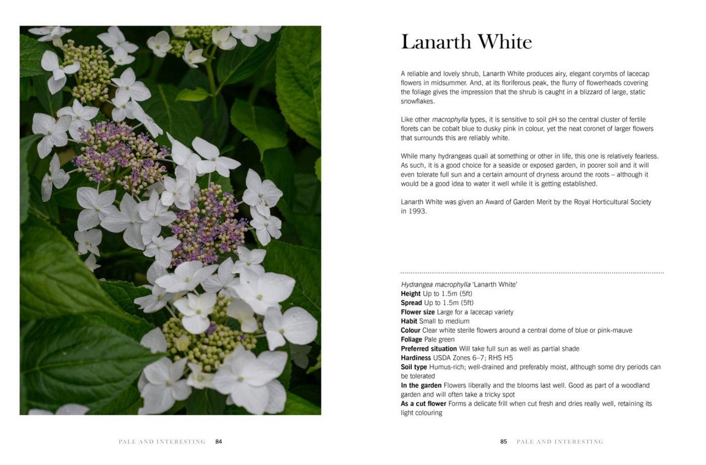 Hydrangeas: Beautiful Varieties For Home And Garden