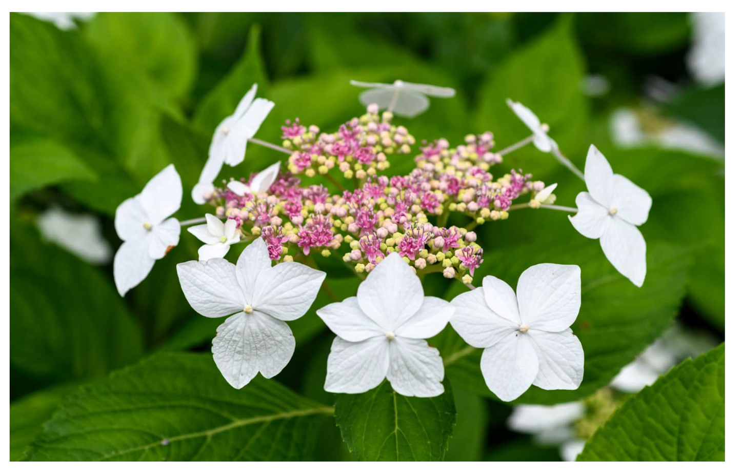 Hydrangeas: Beautiful Varieties For Home And Garden