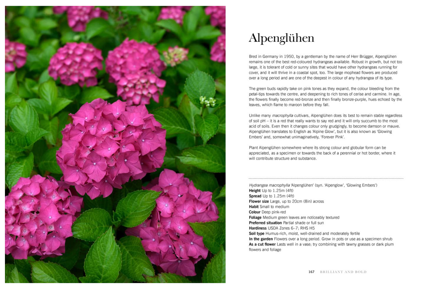 Hydrangeas: Beautiful Varieties For Home And Garden
