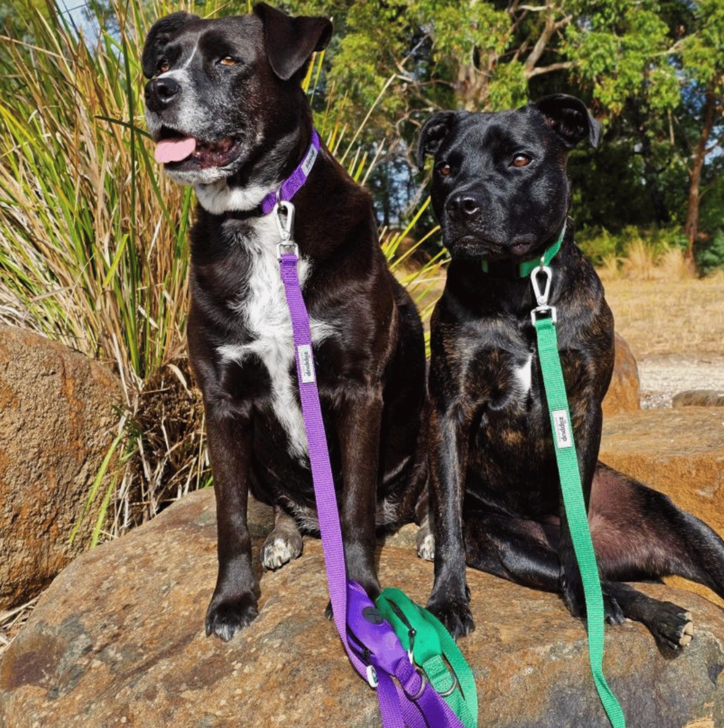 Purple Dog Leash with Built-in Poop Bag Holder