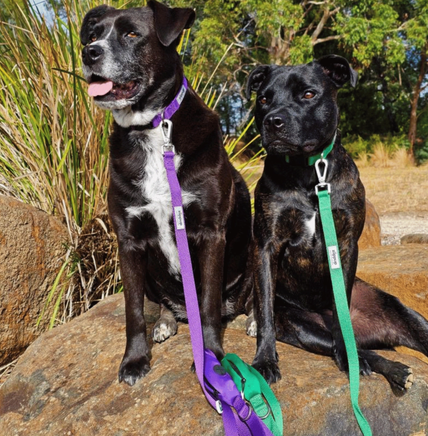 Purple Recycled Dog Collar
