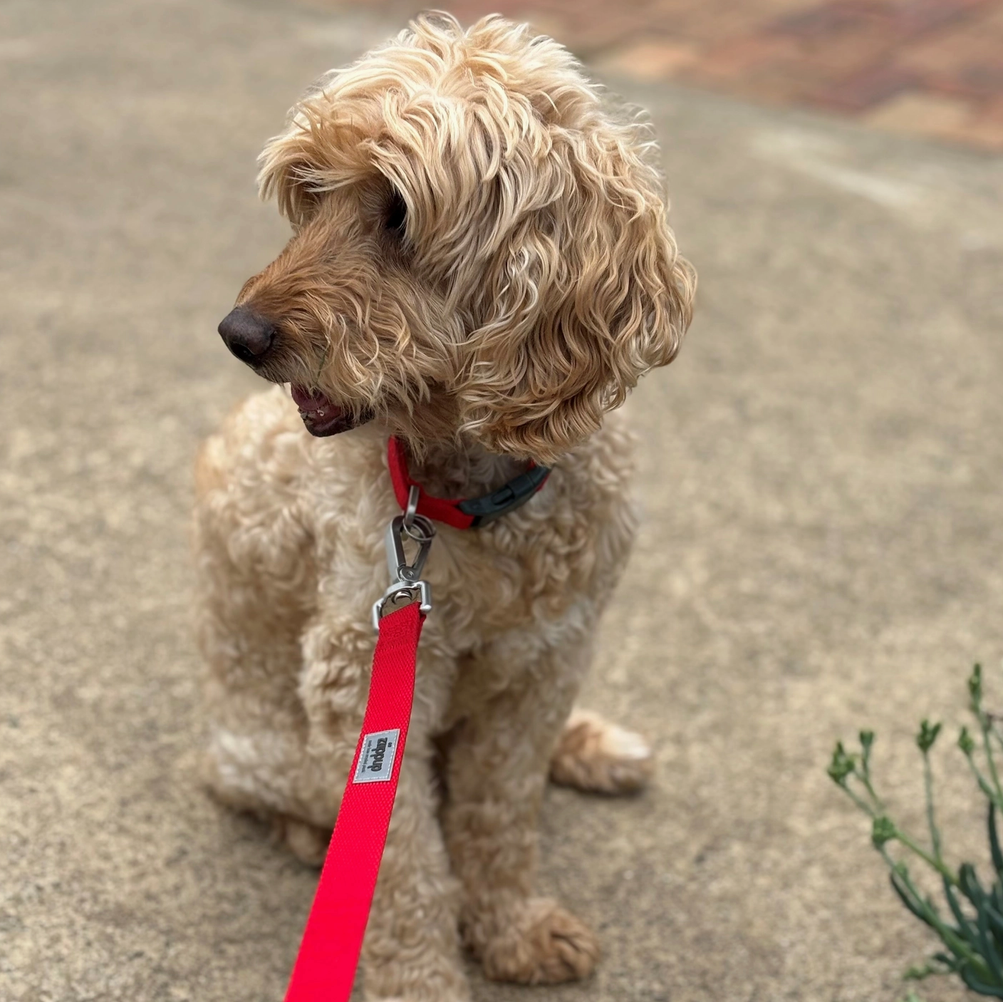 Red Recycled Dog Collar
