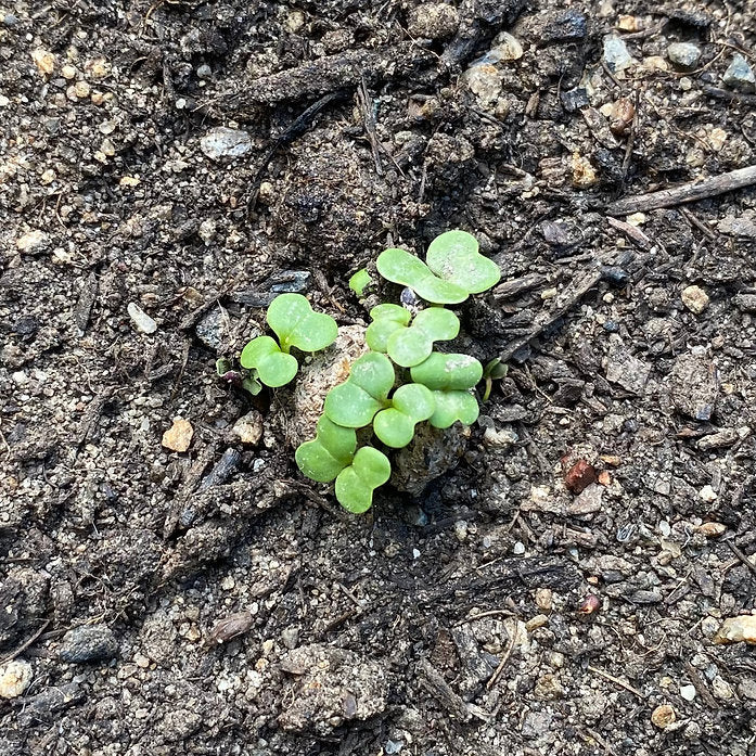 Urban Seed Balls