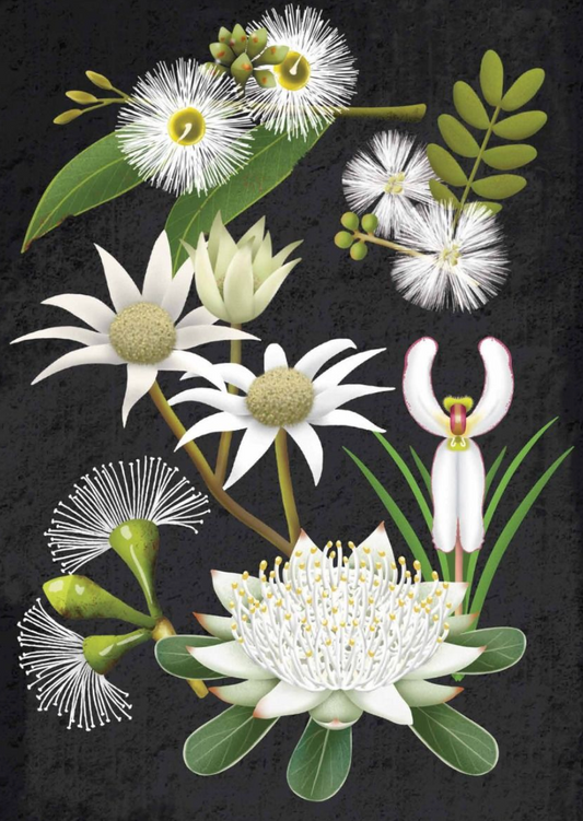 White Australian Native Flowers - Tania McCartney