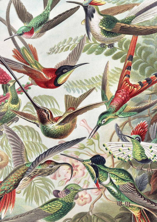 Hummingbirds - Nuovo Group