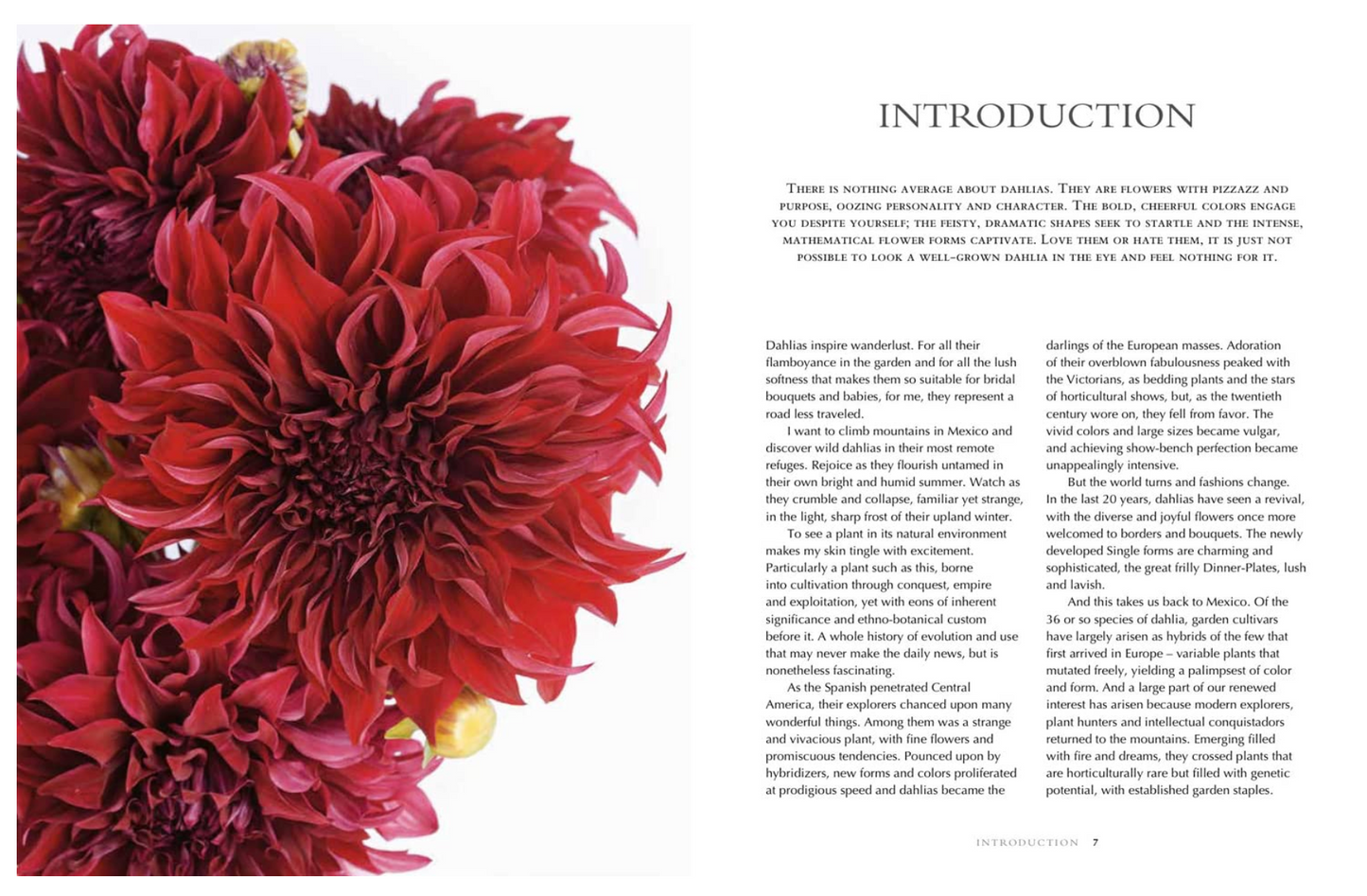 Dahlias