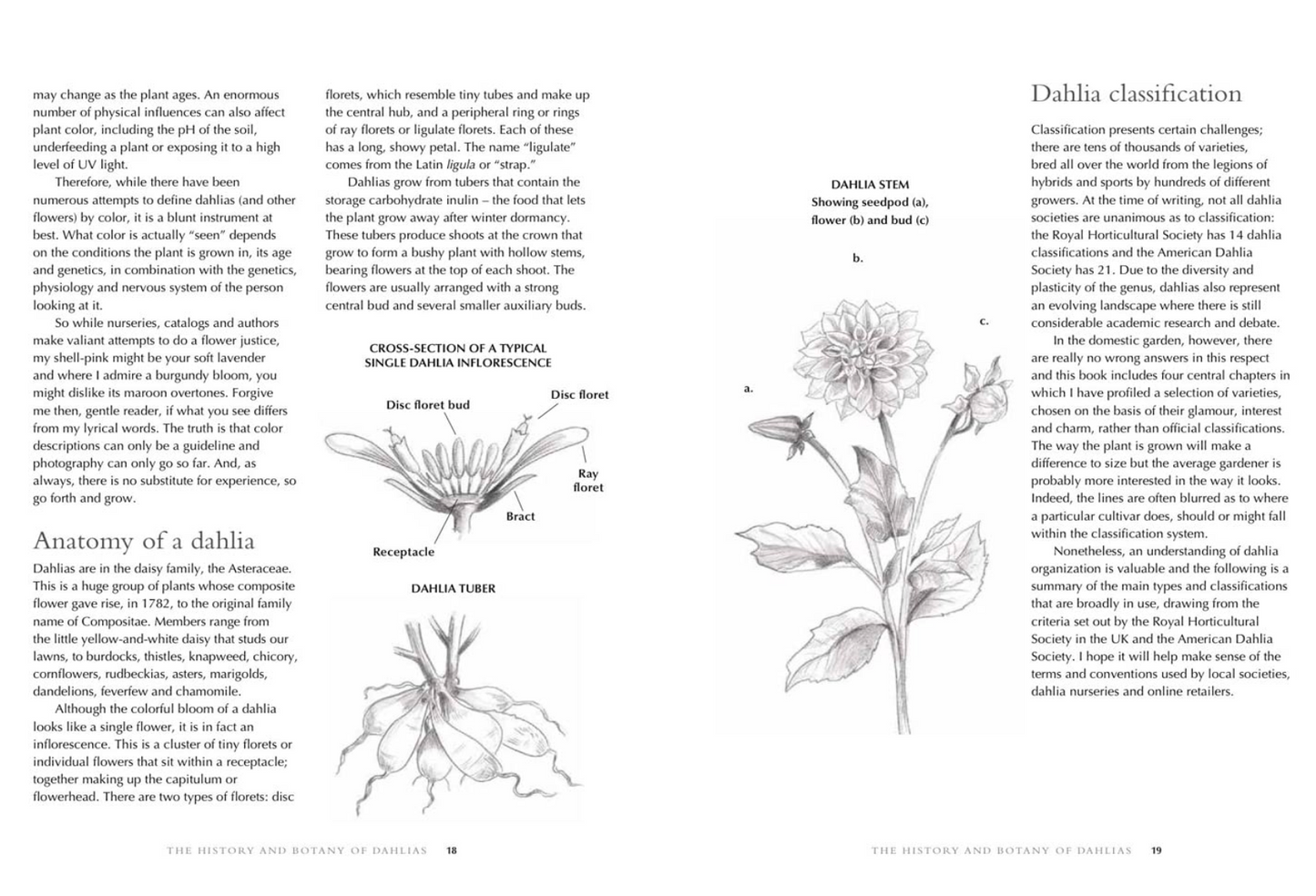 Dahlias