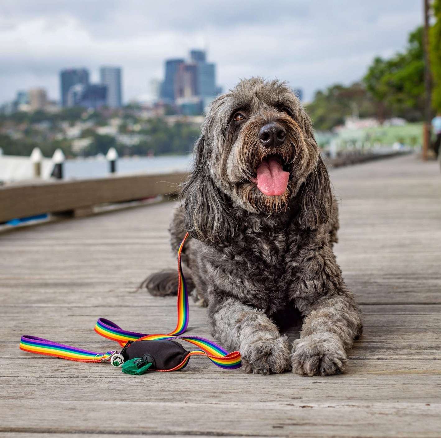 Rainbow Dog Leash with Built-in Poop Bag Holder
