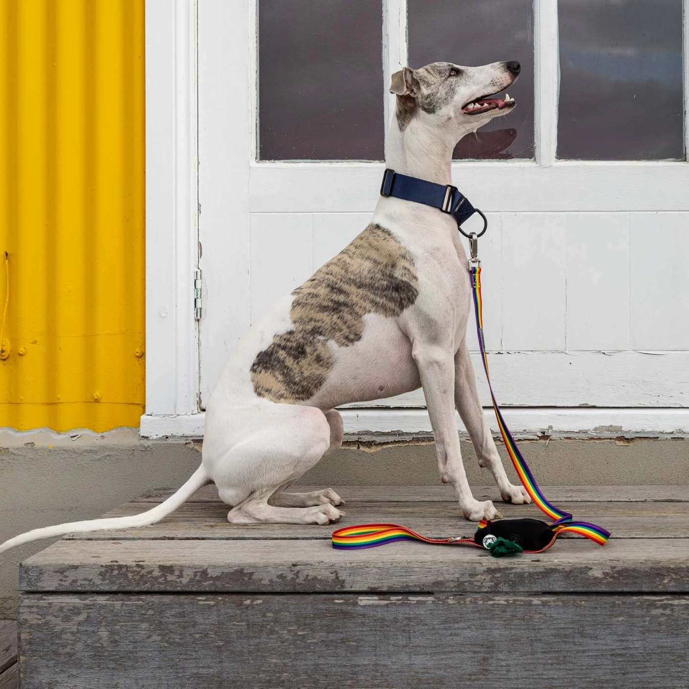 Rainbow Dog Leash with Built-in Poop Bag Holder