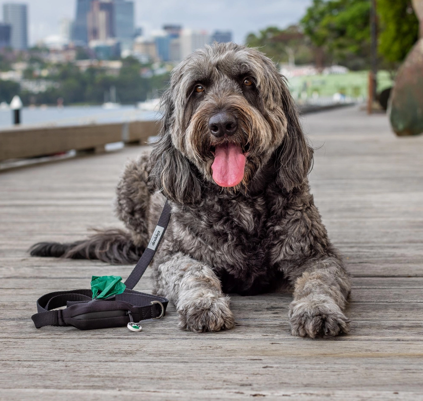 Black Dog Leash with Built-in Poop Bag Holder