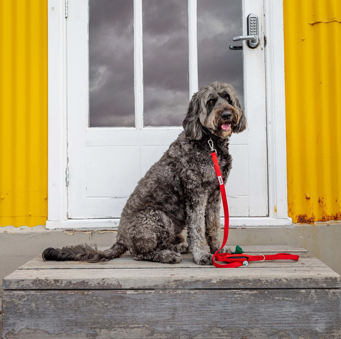 Red Dog Leash with Built-in Poop Bag Holder
