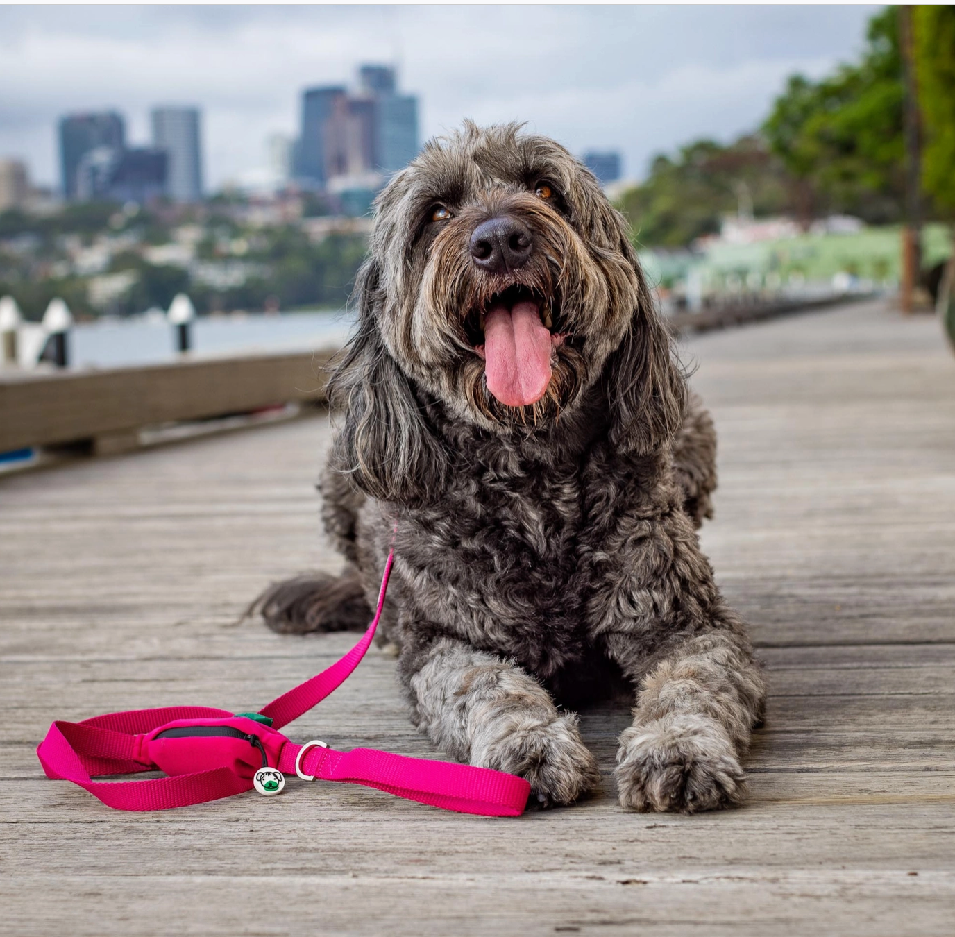 Pink Dog Leash with Built-in Poop Bag Holder
