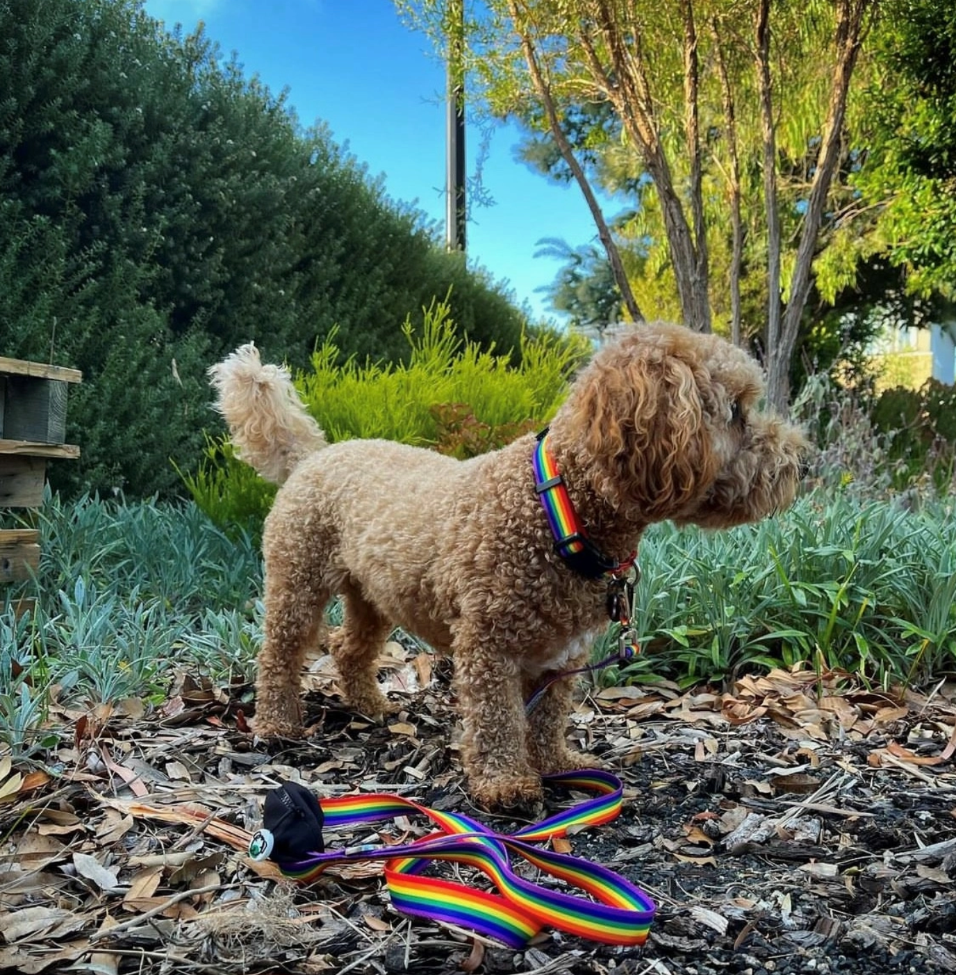 Rainbow Recycled Dog Collar