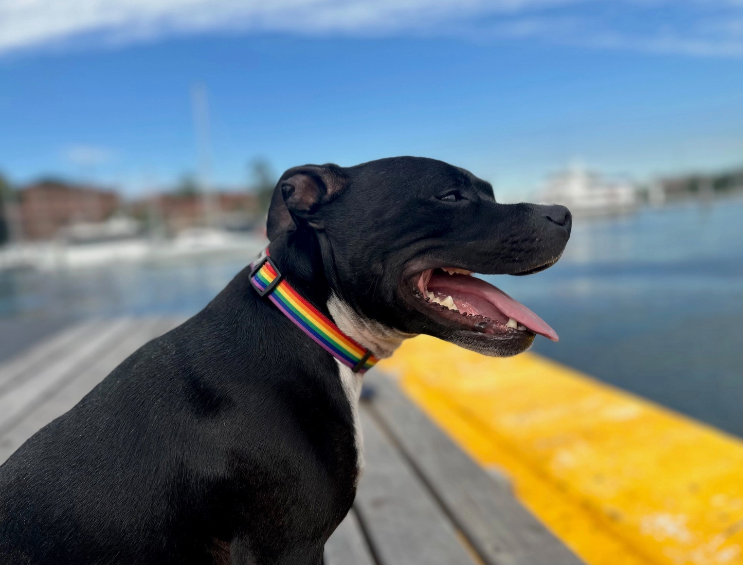 Rainbow Recycled Dog Collar