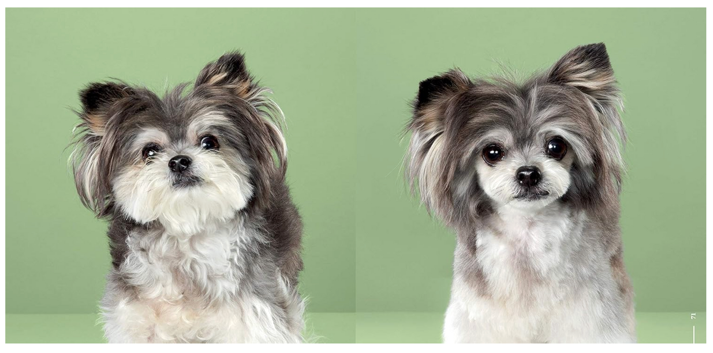 Puppy Styled