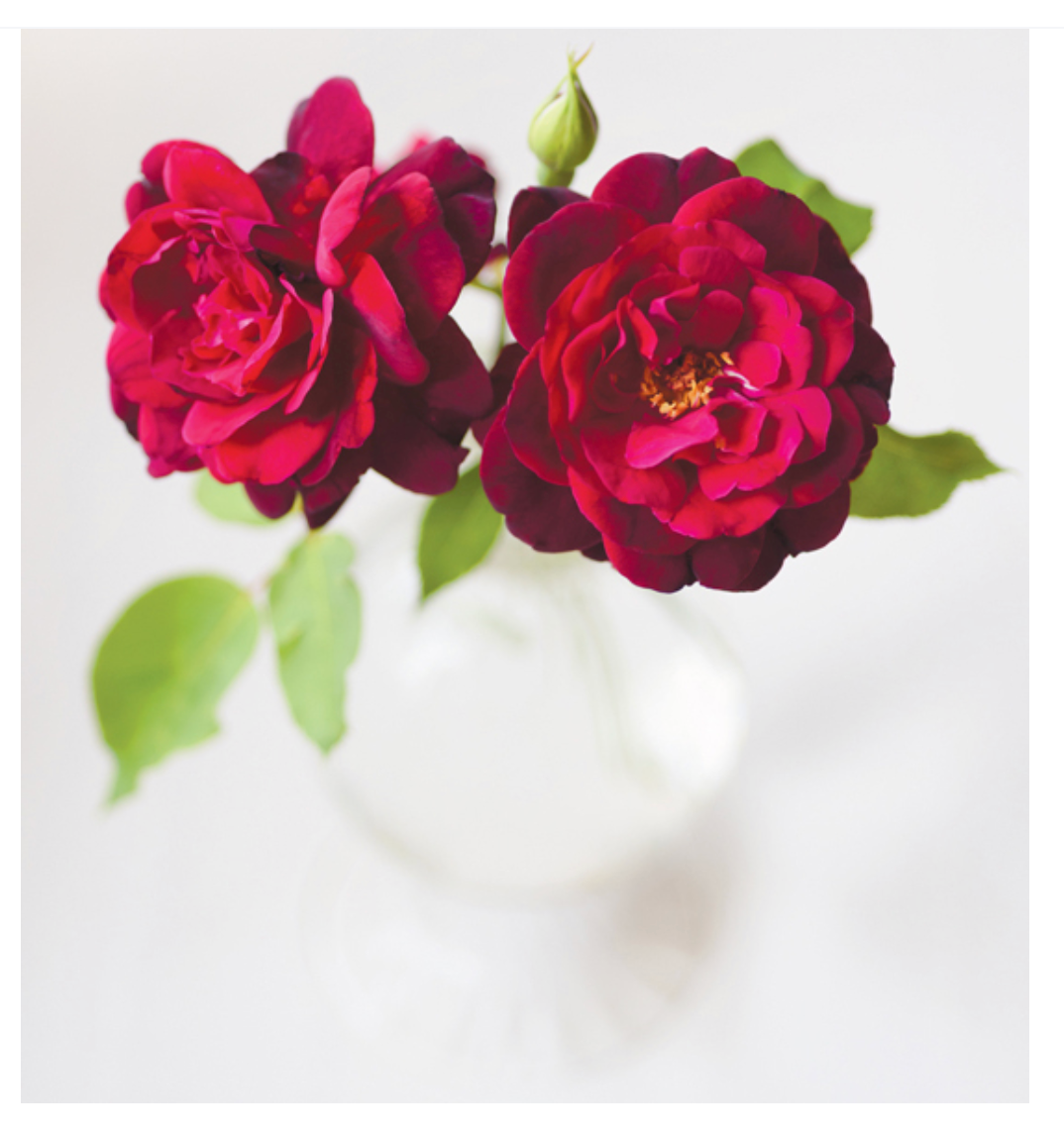 Vintage Roses: Beautiful Varieties For Home