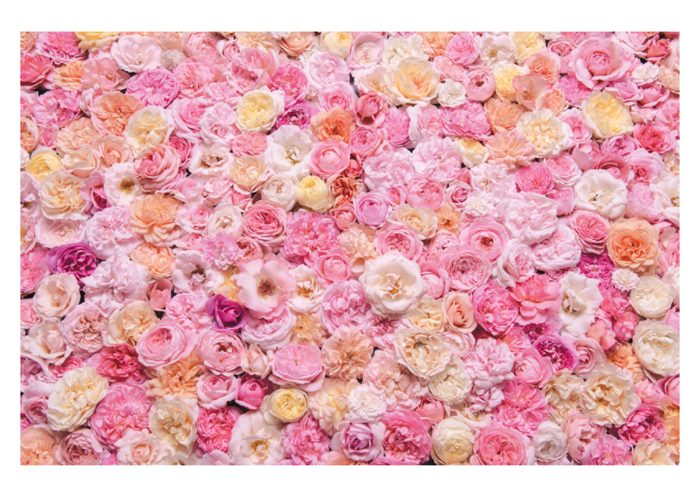 Vintage Roses: Beautiful Varieties For Home