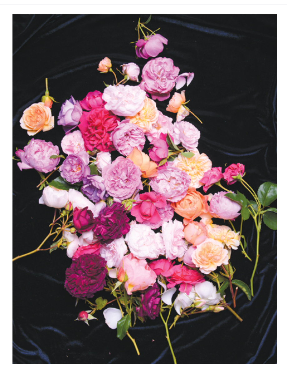 Vintage Roses: Beautiful Varieties For Home