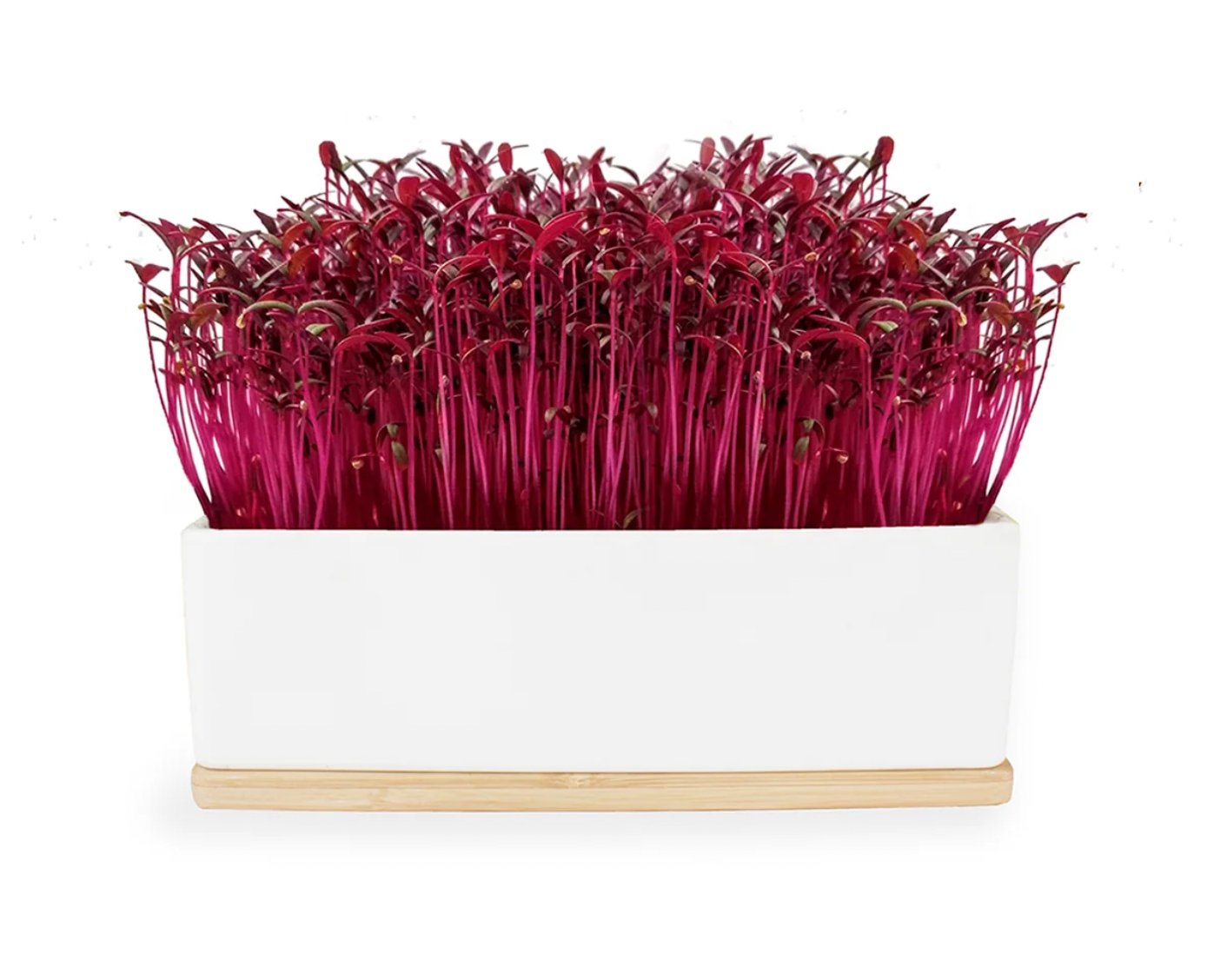 Ruby Sprouting Micro Greens Mini Garden