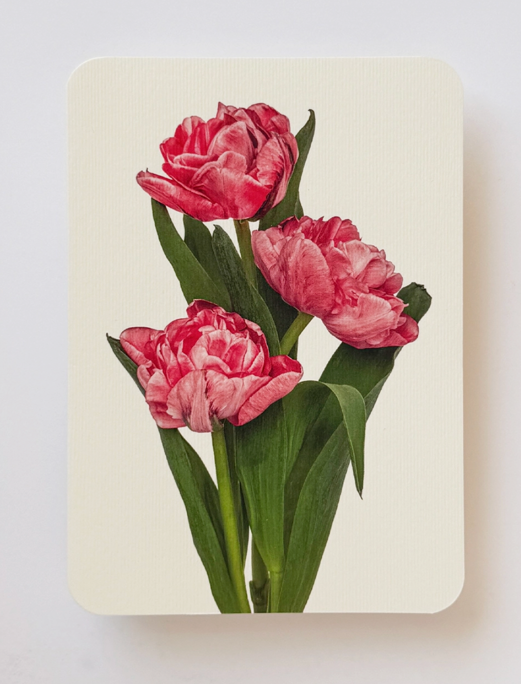 Pink Tulips Blank Card