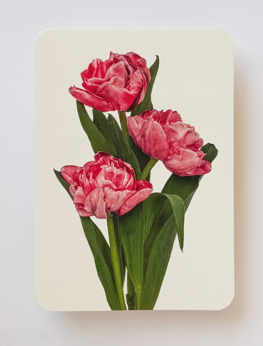 Pink Tulips Blank Card