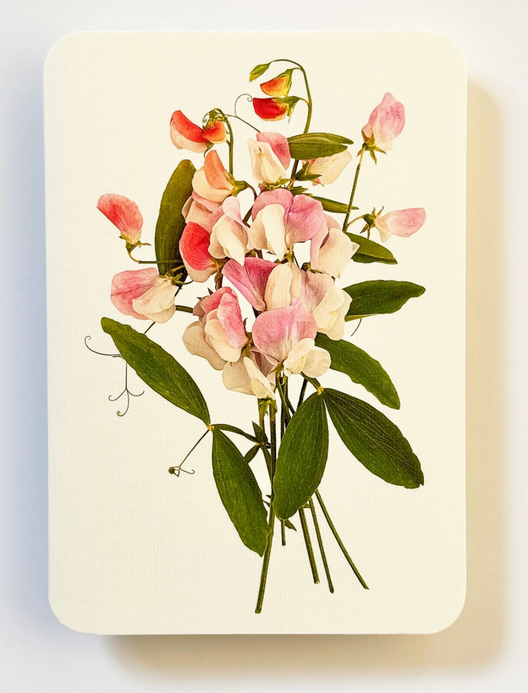 Pink Sweet Peas Blank Card