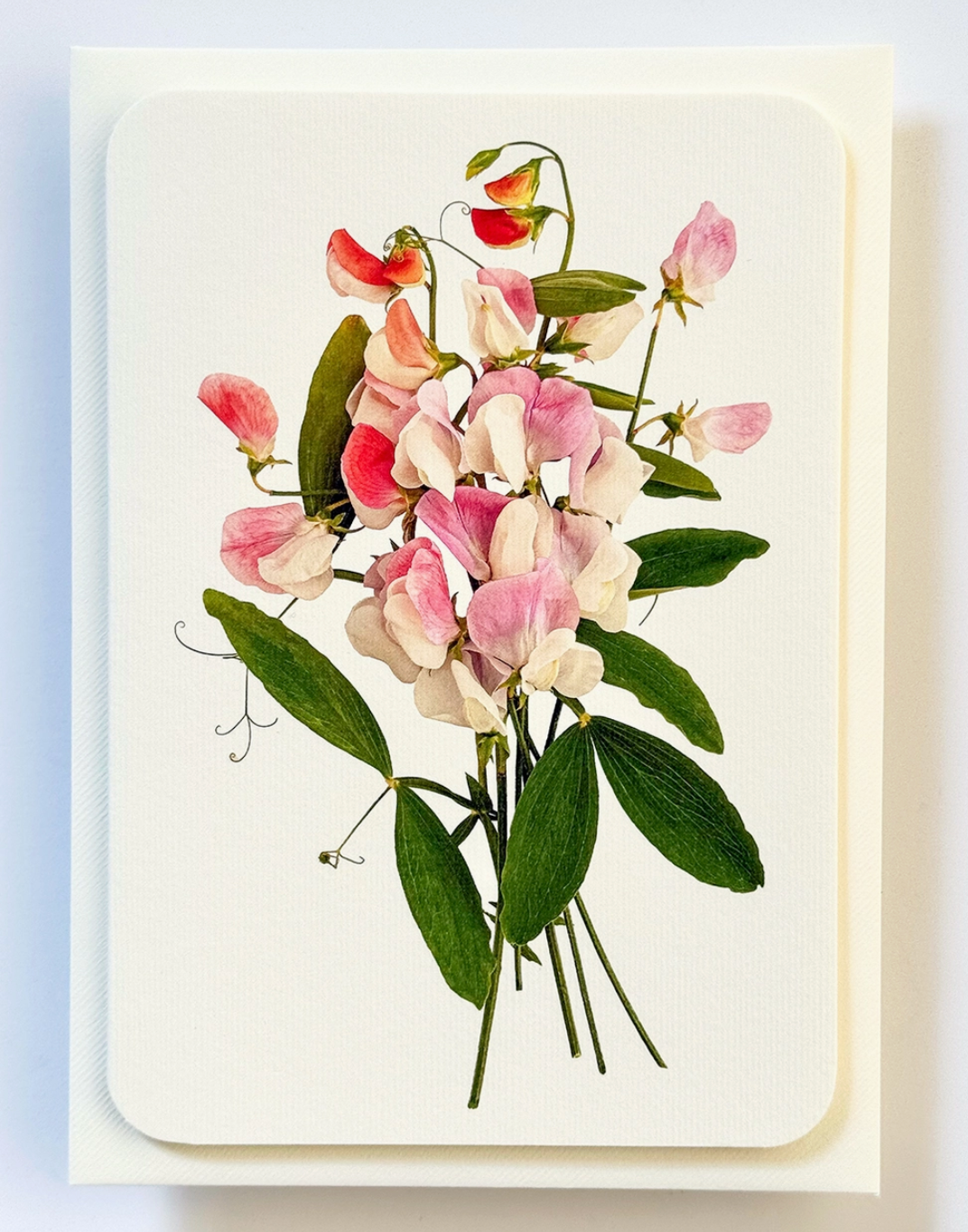 Pink Sweet Peas Blank Card