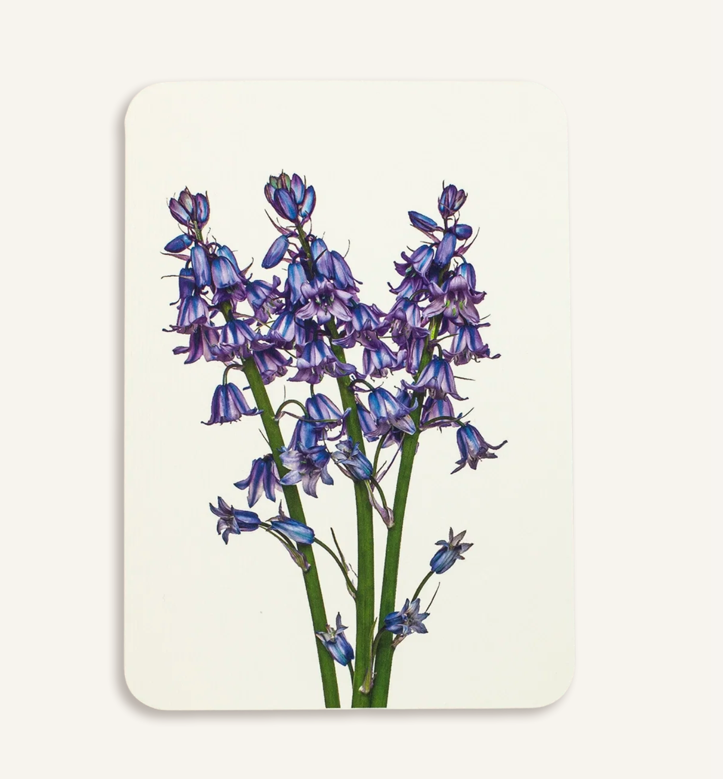 Bluebells - Greeting Card