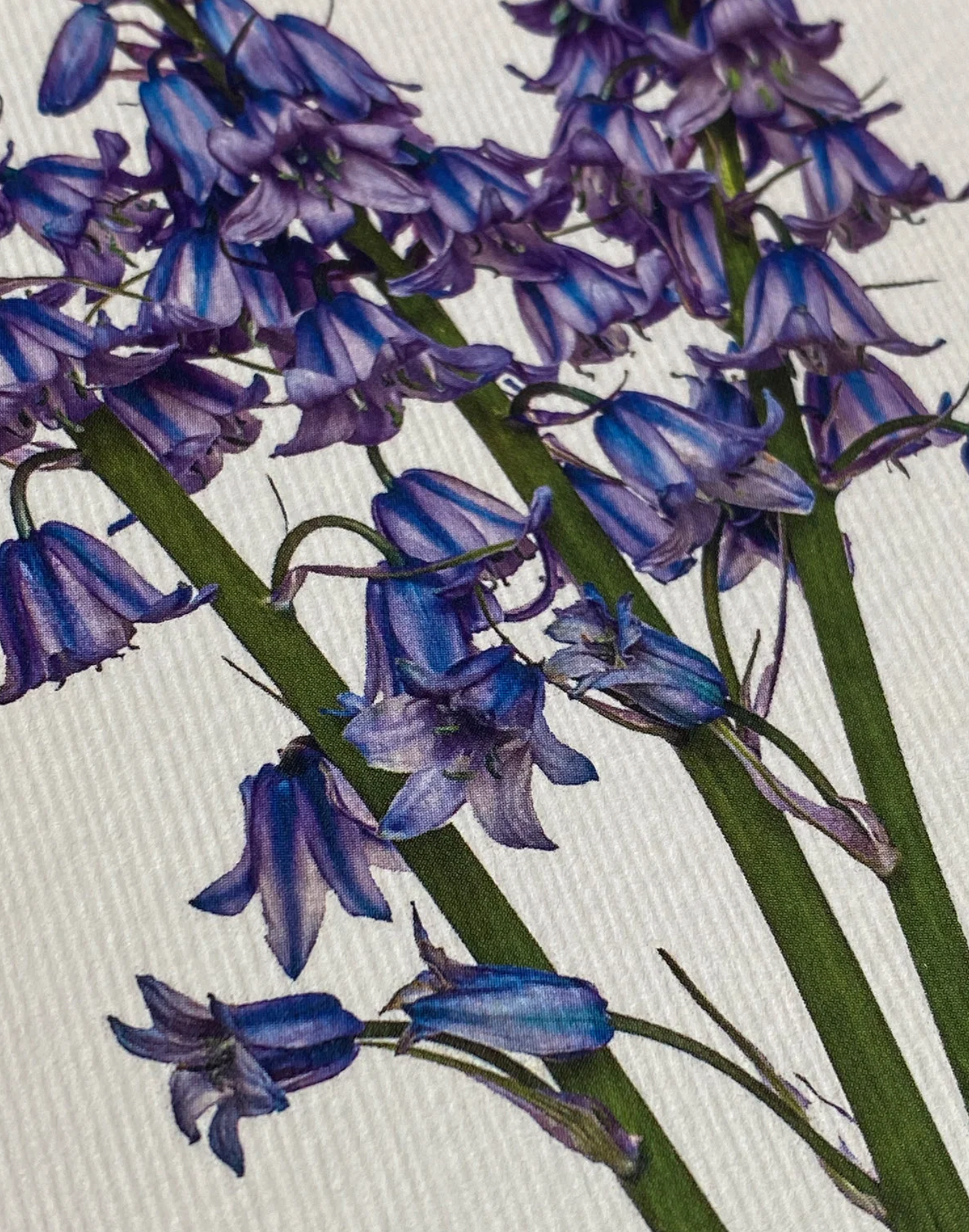Bluebells - Greeting Card