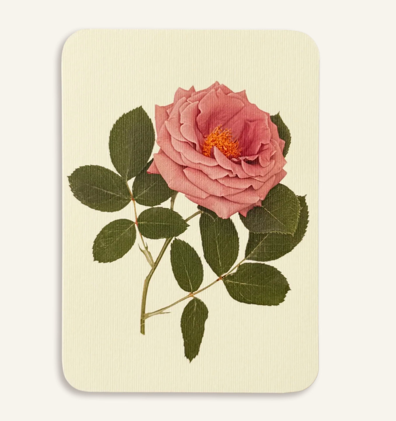 Mauve Rose - Greeting Card
