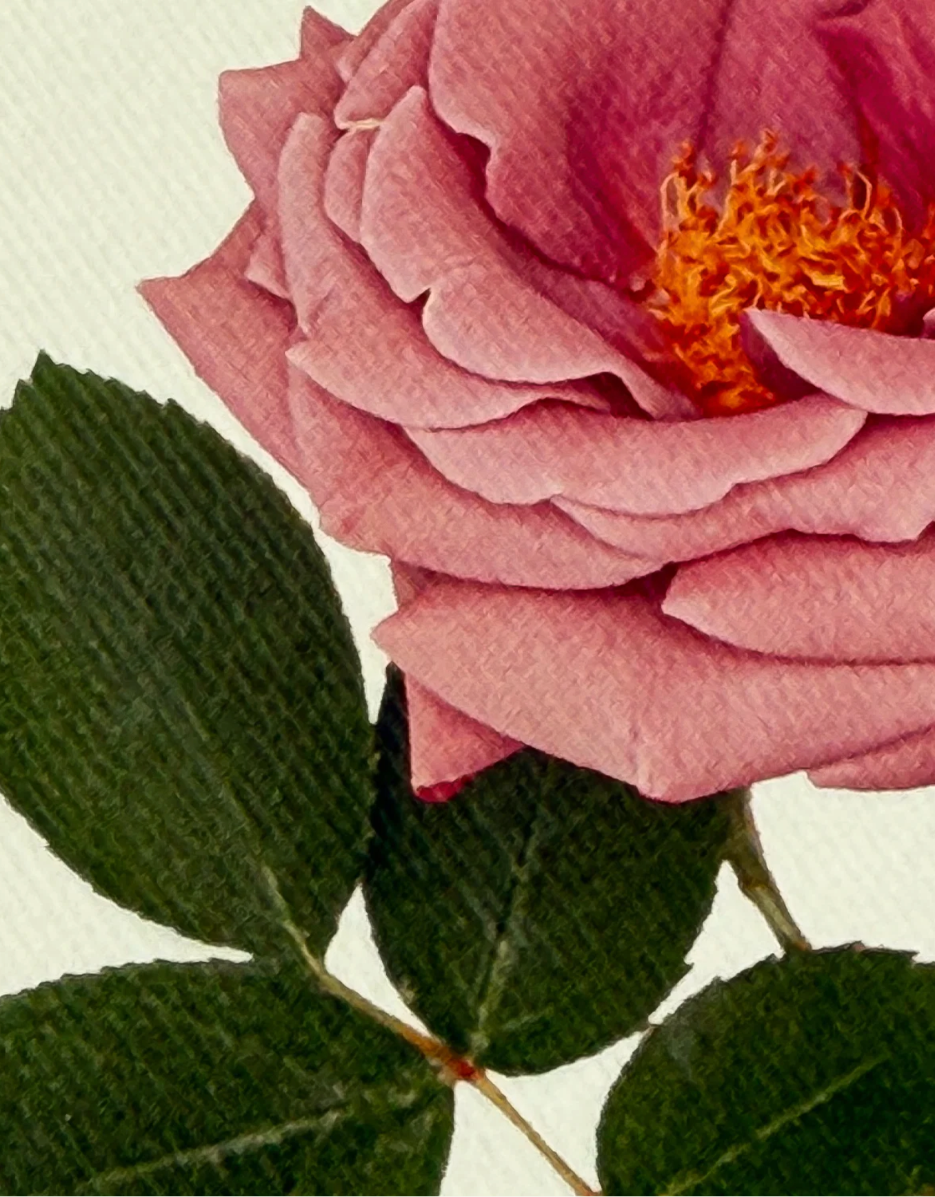 Mauve Rose - Greeting Card
