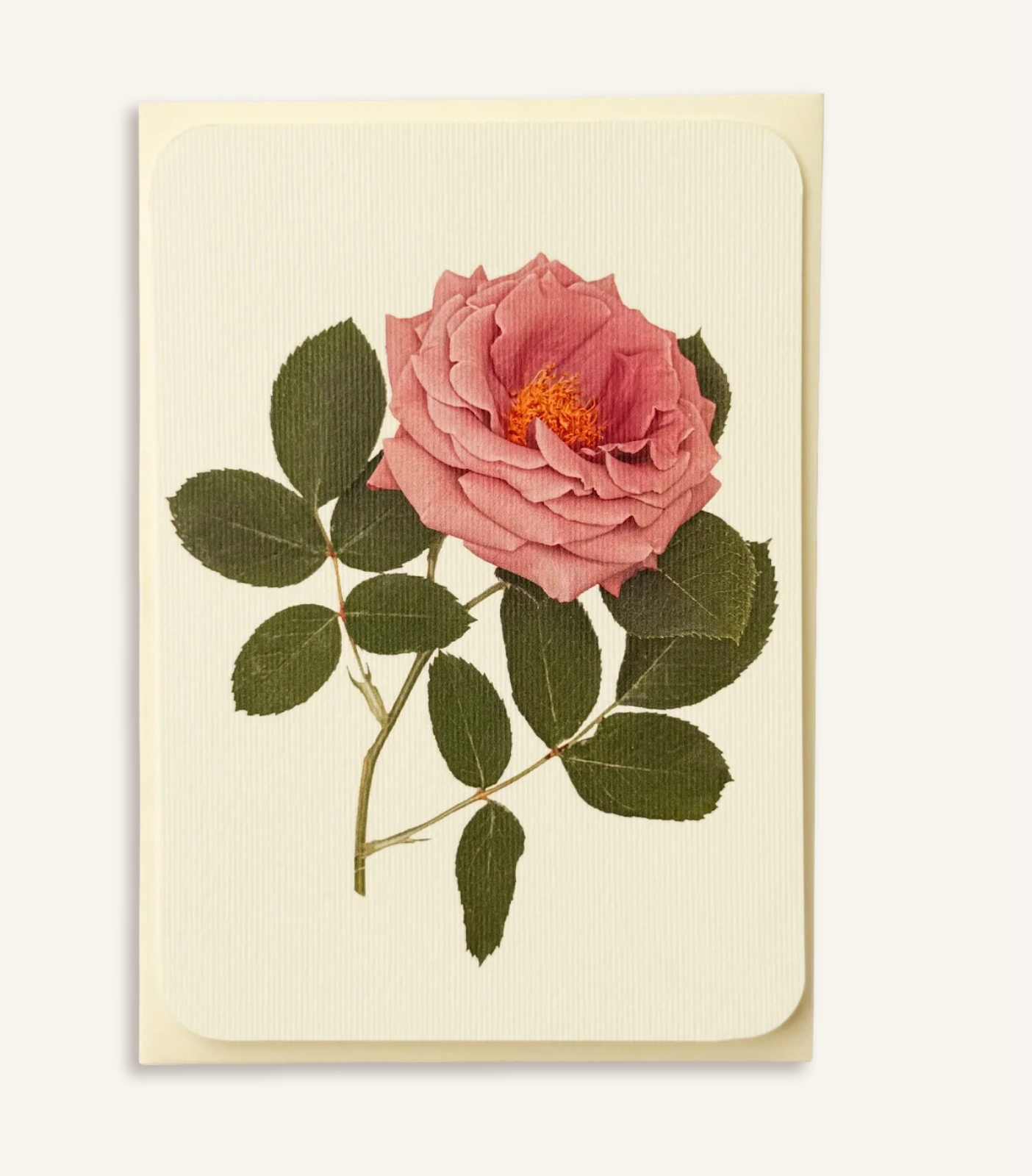 Mauve Rose - Greeting Card