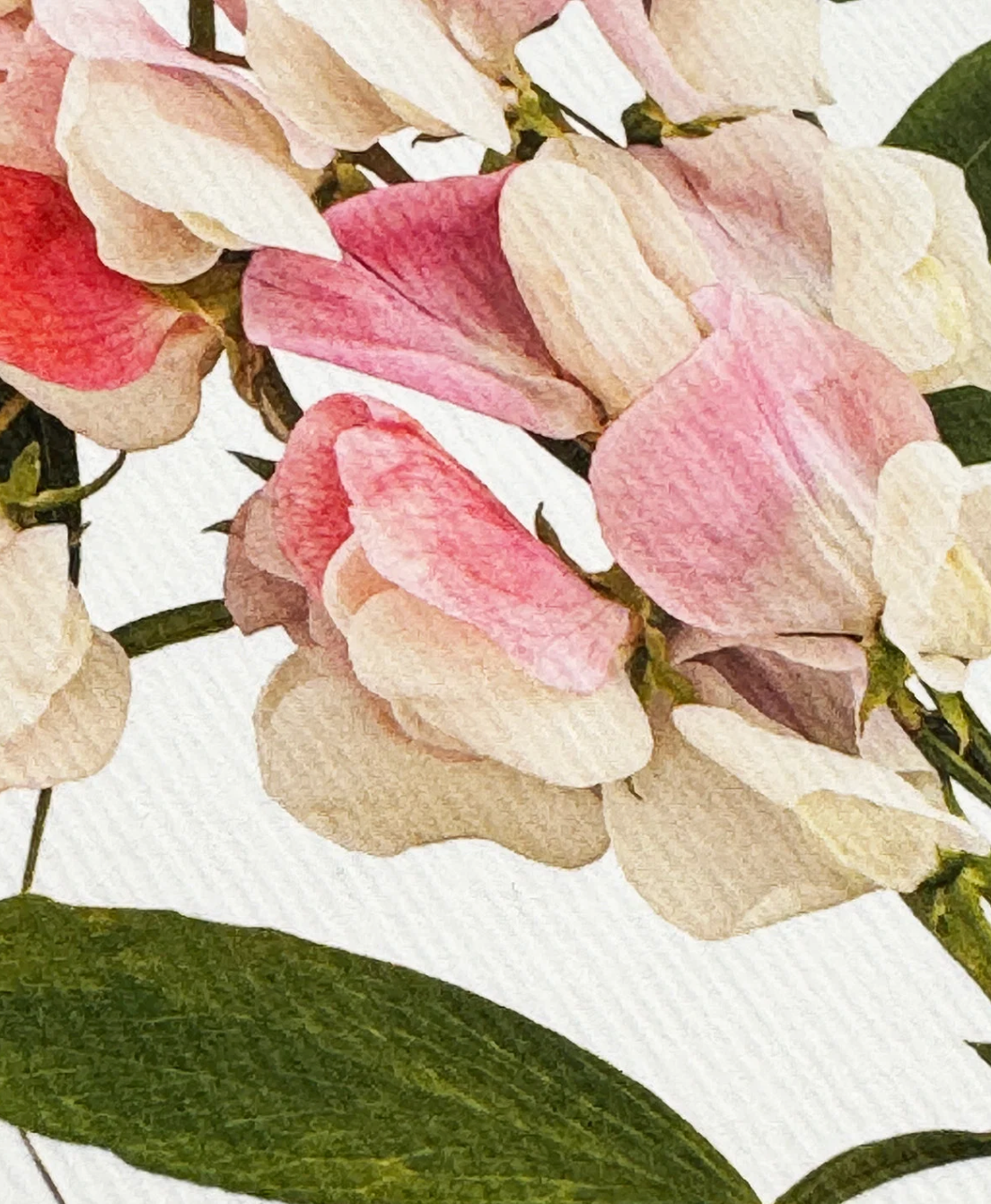Pink Sweet Peas - Greeting Card
