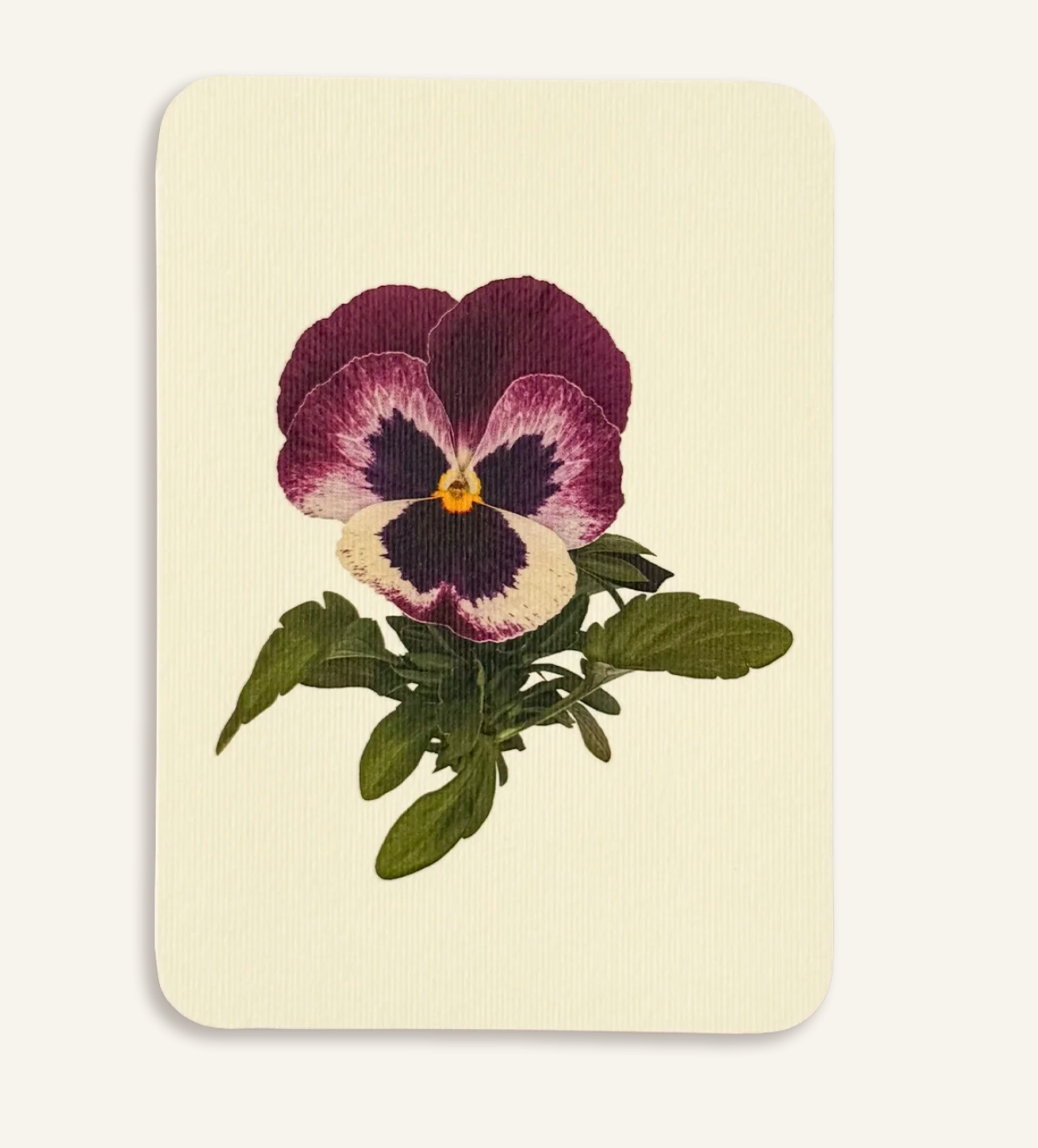 Pansy - Greeting Card