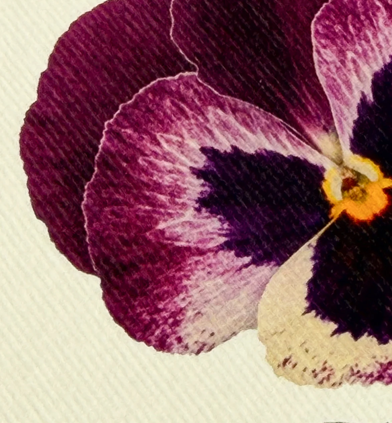 Pansy - Greeting Card