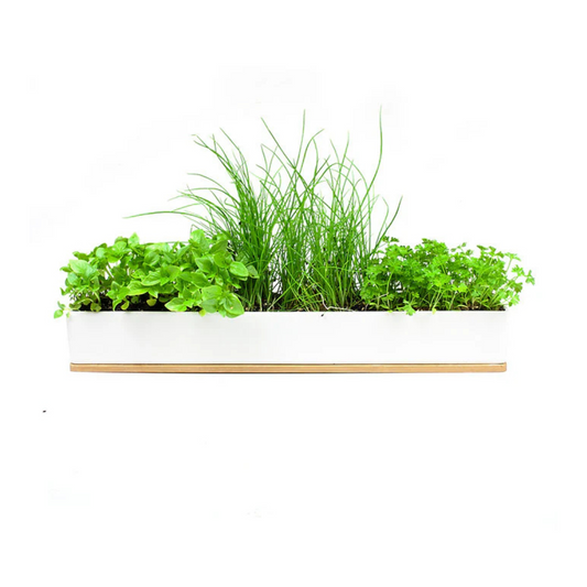 Micro Herbs Windowsill Grow Kit