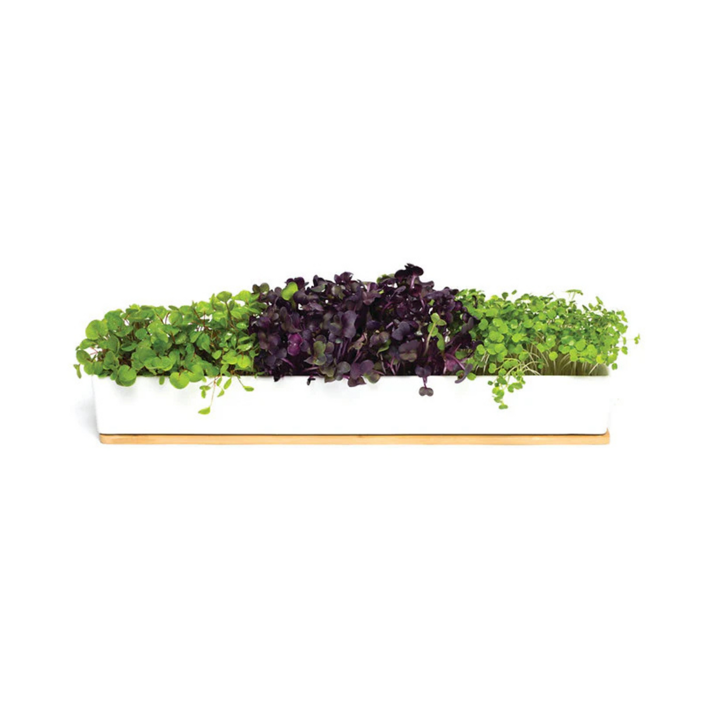 Micro Greens Windowsill Box